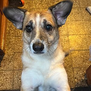 Foto de Mascota Extraviada