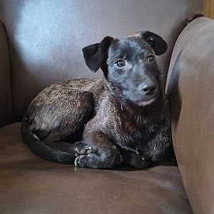 Foto de Mascota Encontrada