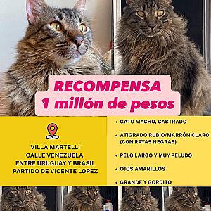 Foto de Mascota Extraviada