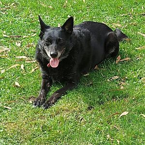 Foto de Mascota Extraviada