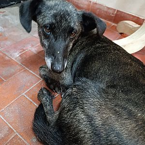 Foto de Mascota Encontrada
