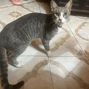 mochi