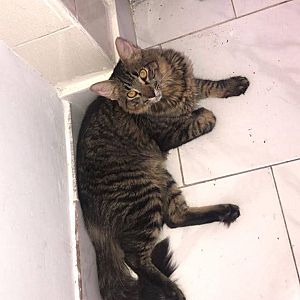 Foto de Mascota Extraviada