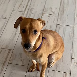 Foto de Mascota Encontrada