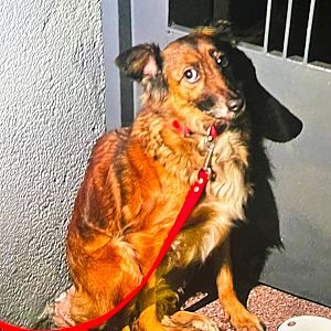 Foto de Mascota Encontrada