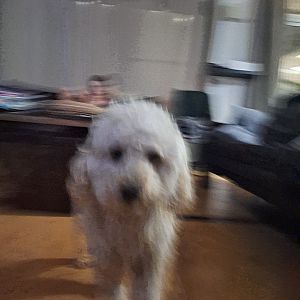 Foto de Mascota Encontrada