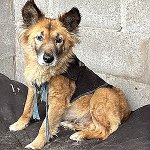 Foto de Mascota Encontrada