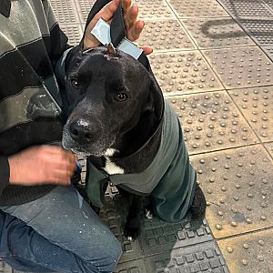 Foto de Mascota Encontrada