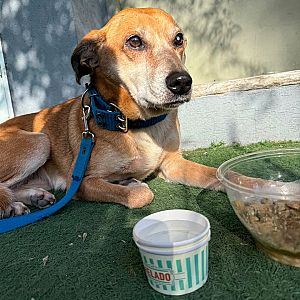 Foto de Mascota Encontrada