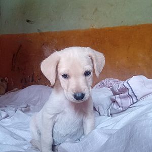 Blanquita