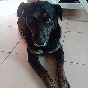 Foto de Mascota Encontrada