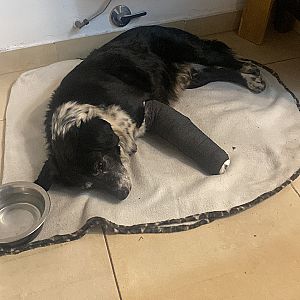 Foto de Mascota Encontrada