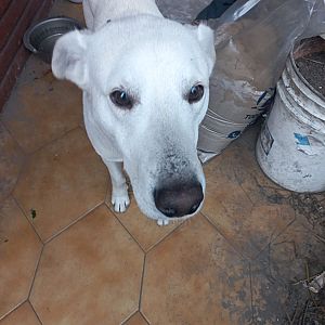Foto de Mascota Encontrada