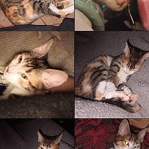 Bolita