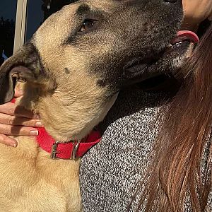 Foto de Mascota Encontrada