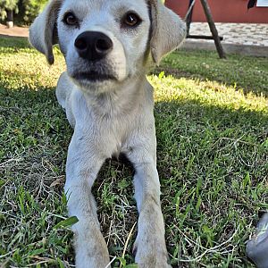 Foto de Mascota Extraviada
