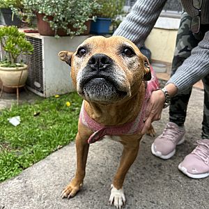 Foto de Mascota Encontrada