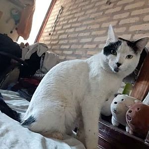 Capullo