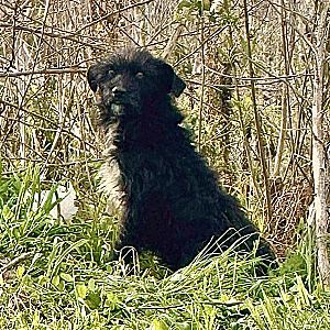 Foto de Mascota Encontrada