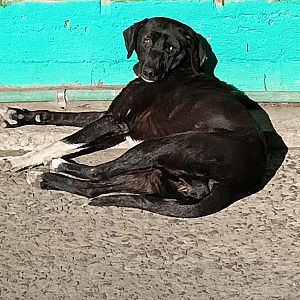 Foto de Mascota Extraviada