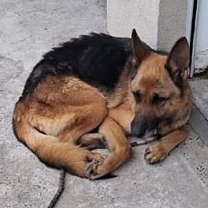 Foto de Mascota Extraviada