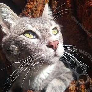 Milo