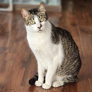 Camilo