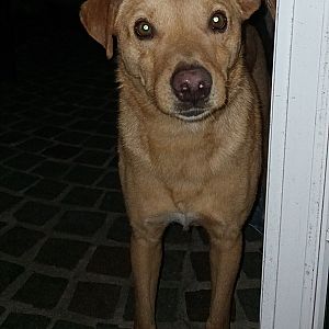 Foto de Mascota Encontrada