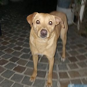 Foto de Mascota Encontrada
