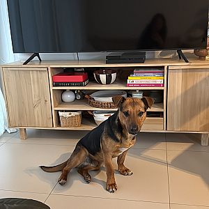 Foto de Mascota Encontrada