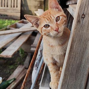 Foto de Mascota Extraviada
