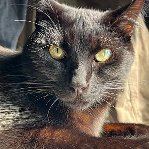 Apolo