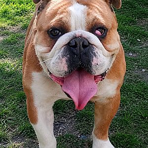 Foto de Mascota Extraviada