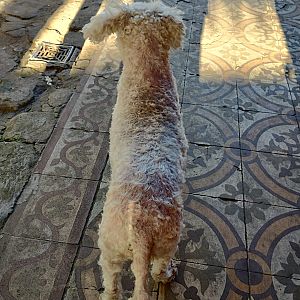 Foto de Mascota Extraviada