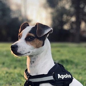 Apolo