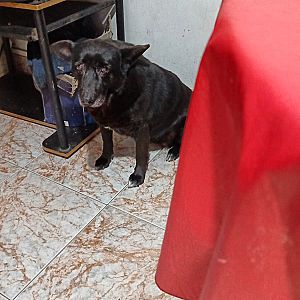 Foto de Mascota Extraviada