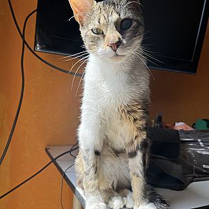 Foto de Mascota Extraviada