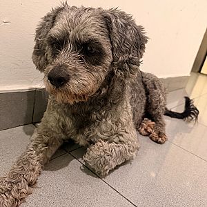 Foto de Mascota Encontrada