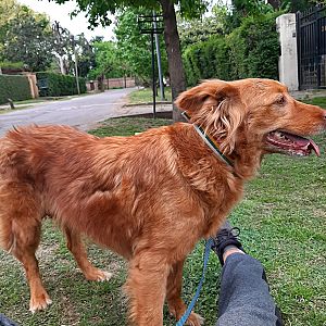 Layka