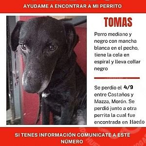 Foto de Mascota Extraviada