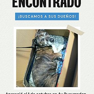 Foto de Mascota Encontrada