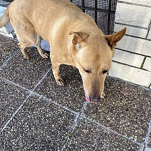 Foto de Mascota Encontrada