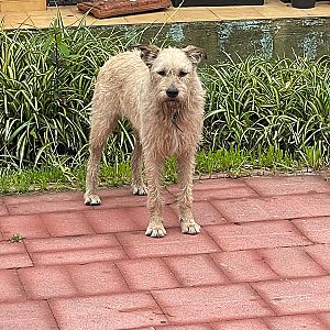 Foto de Mascota Encontrada