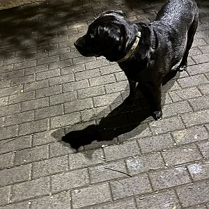 Foto de Mascota Encontrada