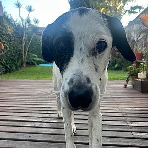 Foto de Mascota Extraviada