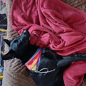 Foto de Mascota Extraviada