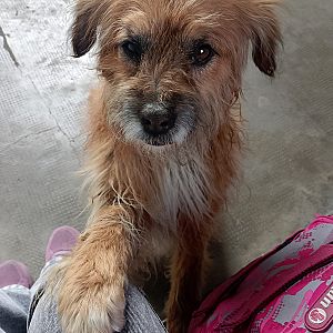 Foto de Mascota Encontrada