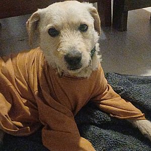 Foto de Mascota Extraviada