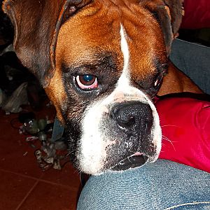 Foto de Mascota Encontrada