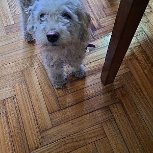 Foto de Mascota Encontrada